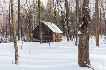 Sugar shack and old barn in a boreal forest Quebec, Canada.