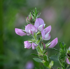 In the meadow blossoms ononis