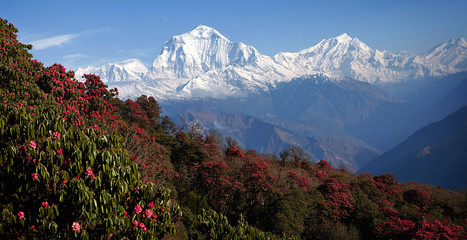 Stunning views of the valley blooming rhododendrons in the background of snowy peaks of the Himalayas. Poon heal