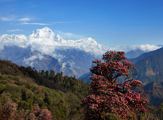 Blooming rhododendron tree on the background of snowy peaks of the Himalayas