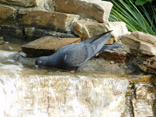 A rock pigeon or dove, or columba livia, drinking water from a fountain