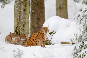 Luchs (Lynx lynx), Mutter mit zwei Jungtieren, im Winter im Tier-Freigelände im Nationalpark Bayrischer Wald, Deutschland.