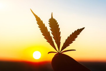 Leaf of marijuana against the sunset sky with sun rays. Hemp medicine. Thematic photos of cannabis...