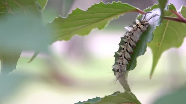 Close-up of a larva Trabala vishnou guttata on a green leaf of a forest tree. Beautiful caterpillar with long black hairs in wildlife at mountain Taiwan-Dan