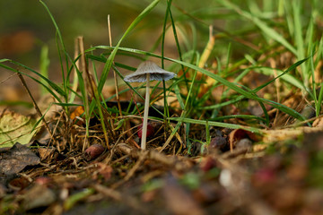 Gesäter Tintling (Coprinus disseminatus)