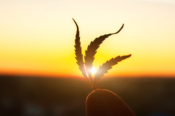 Leaf of marijuana against the sunset sky with sun rays. Hemp medicine. Thematic photos of cannabis...