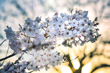 White Cherry Blossoms in Bloom 