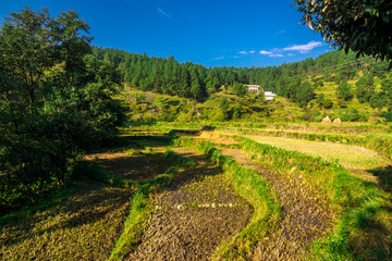 Stepping Fieds in Mountains in Bageshwar, Uttarakhand, India