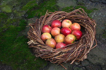 Fresh apples in a nest on concrete