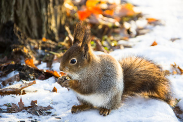 Naklejka na ściany i meble Nature, animals and winter concept - Cute red squirrel sitting on the snow on the background of a tree and bright autumn leaves covered with snow. Red squirrel eats a seeds. Beautiful winter scene.