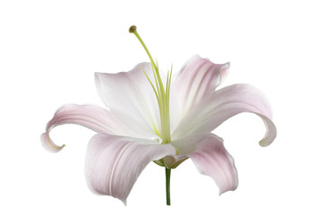 Lily flower of gently pink color isolated on white background.
