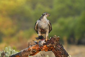 Azor en el tronco con una presa