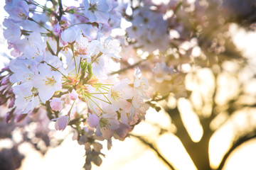 Cherry Blossoms in Bloom 