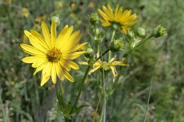 yellow flowers in the meadow