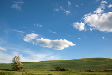 Fototapeta na wymiar Meadow and clouds