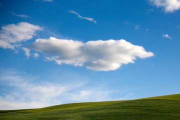 green field and blue sky