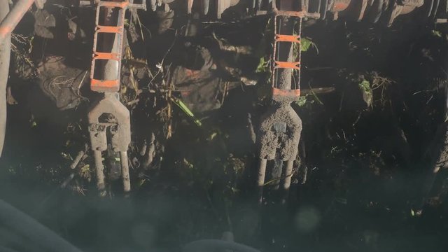 combine harvesting sugar beet, reaper close-up