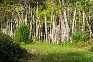 Obraz premium Trees and Native American Hut