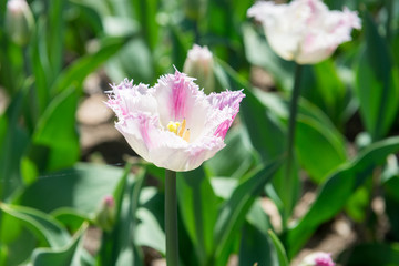 Field with blooming white with pink rough edges of tulips close-up.