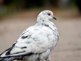 City pigeon in grass