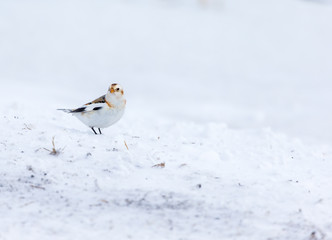 Snow bunting feeding on seed in a snowy winter scene in rural Quebec, Canada