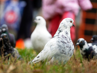 City pigeons in grass