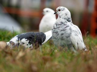 City pigeons in grass