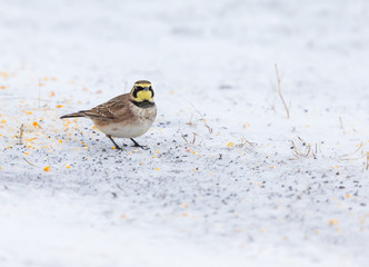 Horned larks feeding on seed in a snowy winter scene in rural Quebec, Canada