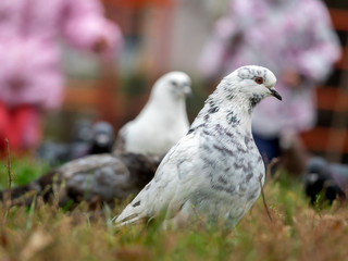 City pigeons in grass