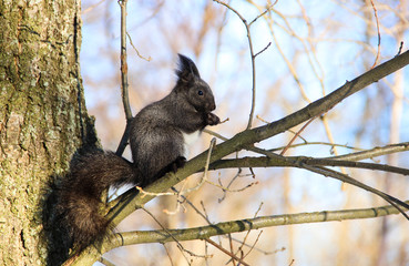 Nature, animals and winter concept - Cute black squirrel sitting on a tree on a background of branches and blue sky. Squirrel eats nuts. Sunny winter day. Beautiful winter scene.