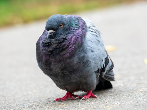 Old urban pigeon