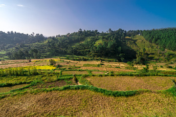 Fototapeta na wymiar Farming in Himalayas in Bageshwar, Uttarakhand, India