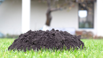 molehills on lawn made by moles population view on sunny day.