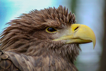 Adler Nahaufnahme