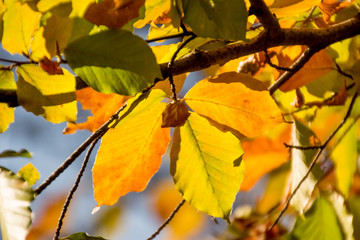 Obraz premium Foglie autunnali in controluce