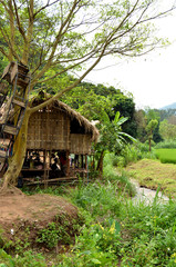 village femmes des longs cous thailande