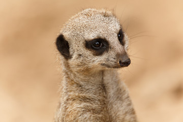 Erdmännchenportrait