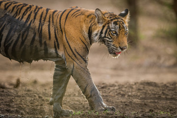 A male tiger cub relaxing in nature at ranthambore tiger reserve, India