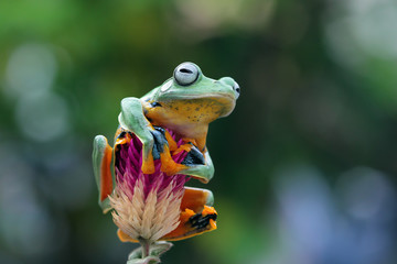 Javan tree frog on branch, flying frog, rhacophorus reinwardtii