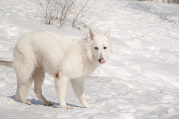 the white Swiss shepherd dog running in white snow