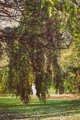 Fototapeta premium autumn city park in early autumn