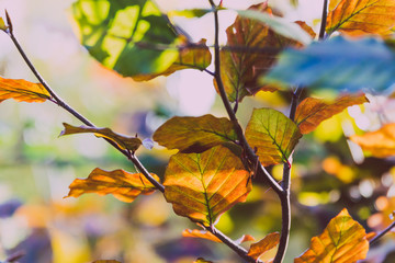 close-up of golden and orange toned leaves shot at shallow depth of field
