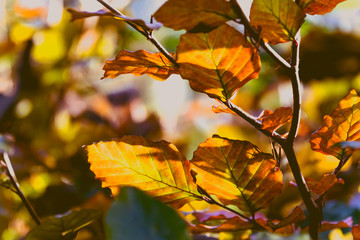 Fototapeta na wymiar close-up of golden and orange toned leaves shot at shallow depth of field
