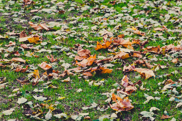 orange and golden fallen leaves on green grass
