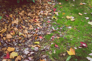 orange and golden fallen leaves on green grass