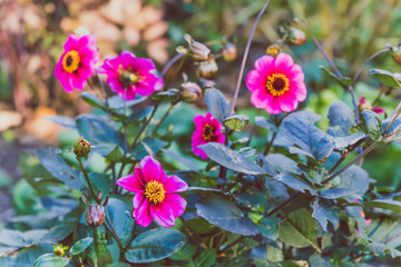 bush of pink and red cosmo daisy flowers