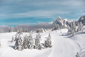 Fototapeta na wymiar Ski slope and pine trees on mountain