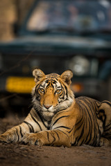 A male tiger cub resting on one of jungle trail in early morning light at ranthambore tiger reserve, India