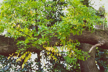 branch with green and yellow leaves