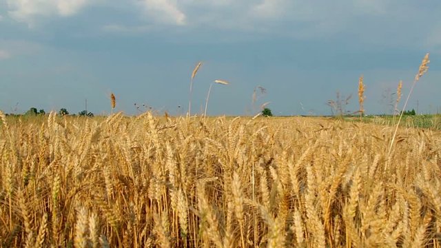 Grain field, ripe wheatfield,Wheat Field Caressed by Wind 